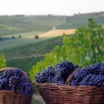 Bruxelles: Partita la raccolta firme per l'istituzione dell'anno dell'enoturismo