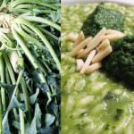 Vicenza: La città dona Semi di Broccolo fiolaro di Creazzo per l'orto della Signora Obama