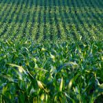 Monsanto: Le sementi ogm in Europa "non attecchiscono"