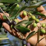 Sirena d'Oro su Rai Tre