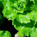 Verdure: ossido nitrico contro le malattie cardiovascolari