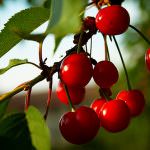 Ricetta del Thè Rosso, tutto italiano o mediterraneo....