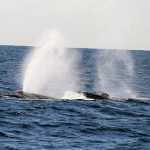 Anno della biodiversità: Galan assicura il massimo impegno dell'italia contro la caccia alle balene