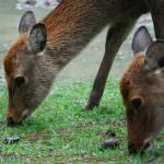 Danni della fauna selvatica