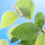 Marsciano (PG): Clima - Presentazione del Giardino Fenologico