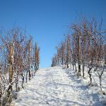 Al Vinitaly degustazioni da antichi vigneti perduti