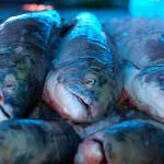 La lampuga e la spatola, In Liguria si mangia il pesce ritrovato