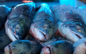 La lampuga e la spatola, In Liguria si mangia il pesce ritrovato