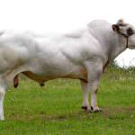 Gran Bretagna, in vendita carne derivata da toro clonato