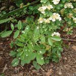 Liquirizia e salute, matrimonio felice