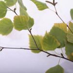 Gorla Maggiore (VA): Inaugurazione del II° lotto della Rete ecologica