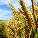 Pil: anche per l'agricoltura torna il rischio recessione