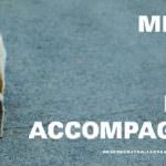 Meglio soli che male accompagnati? Oliviero Toscani lancia da Salemi proposte alternative per combattere il randagismo