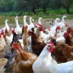 Da oggi il Settore Agroalimentare Avicolo e Cunicolo si incontra alla Fiera di Forlì: inizia la 46° FierAvicola