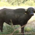 Doping bufale, Coldiretti: tolleranza zero contro episodi criminosi