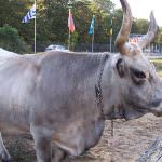 Formaggio insanguinato in Congo