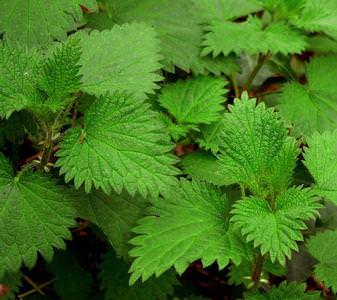 Malalbergo (BO): Al via la "Sagra dell'ortica"