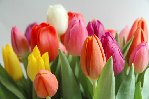 Gianfranco Vissani all'anteprima della Festa del Tulipano con «sabato e domenica»