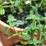 L'olio di timo combatte il dolore