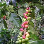 Il caffè spegne il dolore