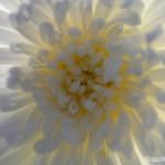 Liguria: Lanciato l'allarme al Governo per l'aumento dei dazi Usa