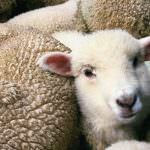 UE, il prezzo della carne ovina si stabilizza