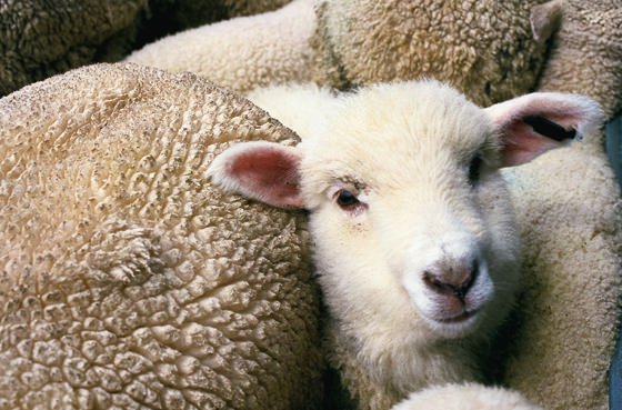 UE, il prezzo della carne ovina si stabilizza