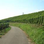 Inaugurata ad Alba la 33° edizione di Vinum