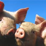 Bologna: Settore suinicolo - 350 mila euro di risorse regionali per contrastare questo momento di grande crisi