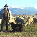 Terremoto: Coldiretti, dopo i paesi scompaiono i pastori