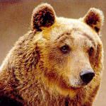 Grasso contro grasso per perdere peso