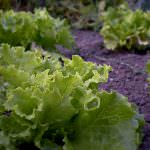 Spinaci, legumi e fegato: i folati contro i danni da fumo