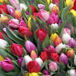 Umbria: Sarà il famoso Cuoco Gianfranco Vissani ad aprire la "Festa del Tulipano" a Castiglione del Lago