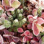 Gelo minaccia piante in terrazzo, come salvarle