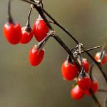 Dal Brasile alla Cina: ecco le bacche della salute