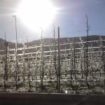 Trentino Alto Adige: In "tempo reale" l'allerta contro le gelate tardive