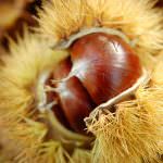 Con la castagna di Vallerano DOP sono 115 le denominazioni d'origine protetta dell'Italia