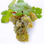 L'uva della giovinezza... in pillole