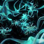 Nuova scoperta sul "ricambio" dei neuroni