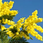 Festa delle donne, mimose: Prezzi inferiori fino al 20% rispetto al 2010