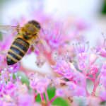 Siena: Grande successo per la "IV Giornata di Educazione sanitaria per gli apicoltori della provincia di Siena"