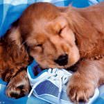 Linee guida contro avvelenamento animali