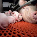 Cina, stop a carne ed uova dalla Germania