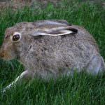 Ambiente: da lepre a cinghiali è allarme incidenti