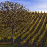 Torino: Approvati i criteri per l'esecuzione dei trattamenti anticrittogamici sulla vite con mezzi aerei per la campagna 2009