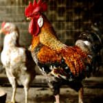 Dalle zampe di gallina una cura per il cuore