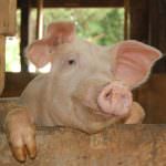 Bologna: Influenza AH1N1 - L'allarmismo sta provocando una grave crisi di mercato del settore suinicolo