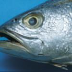 Pesce bio, in Puglia torna il BiolFish