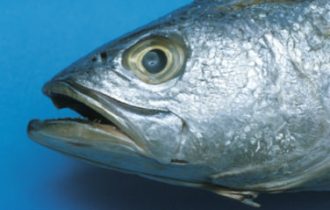 Pesce bio, in Puglia torna il BiolFish