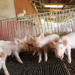 Consumo di carne, nei paesi industrializzati circa 81 kg pro capite l'anno